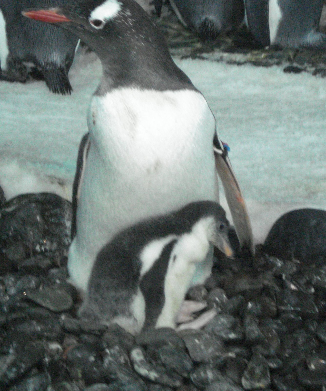[penguin,+baby4.JPG]