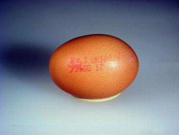 [egg_01.jpg]