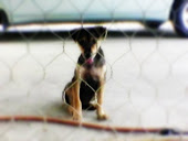 Doggie