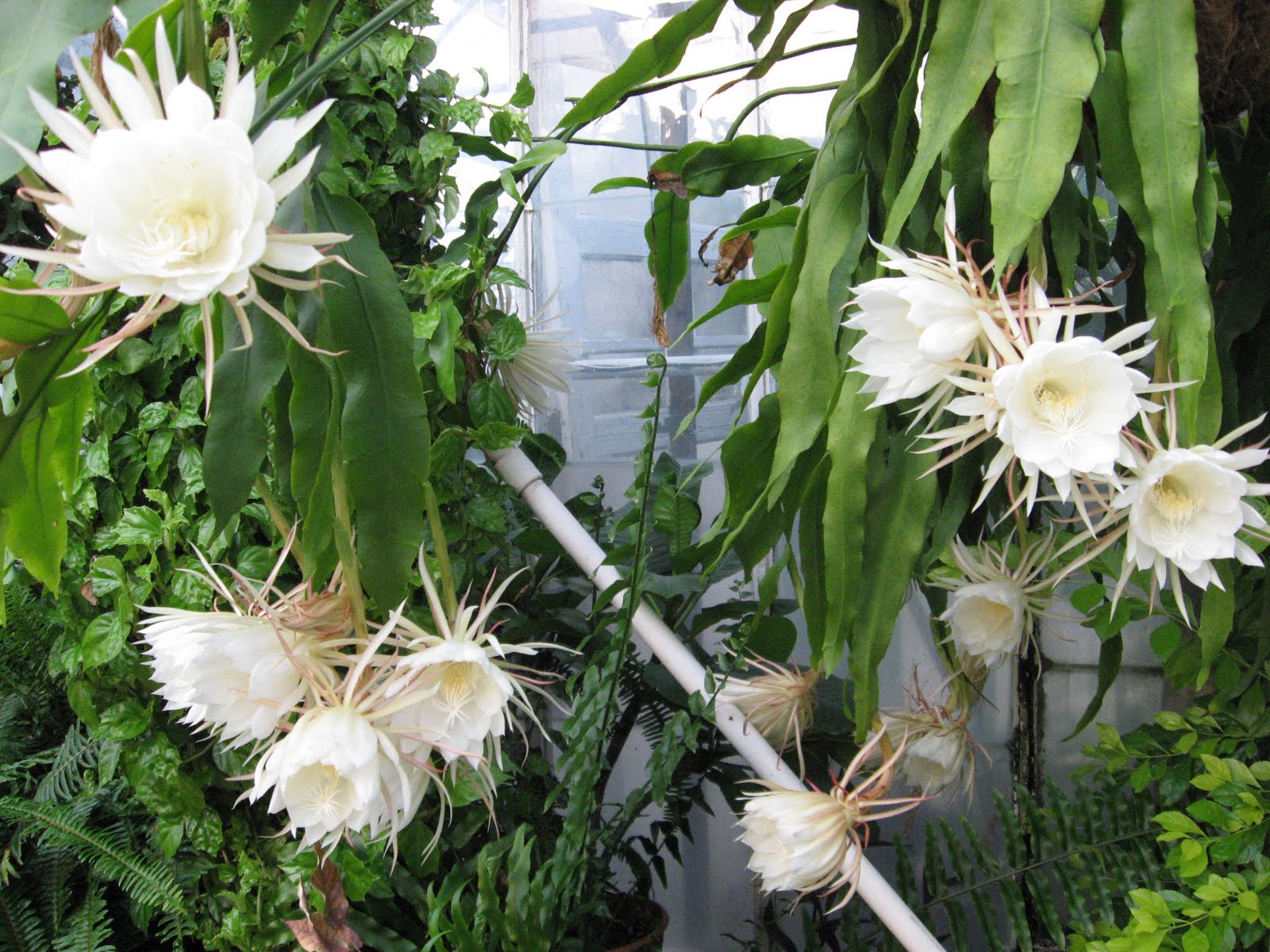A. J. Rahn Greenhouses Night Blooming Cereus