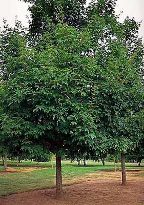 best time time to plant sugar maple trees best time time to plant sugar maple trees