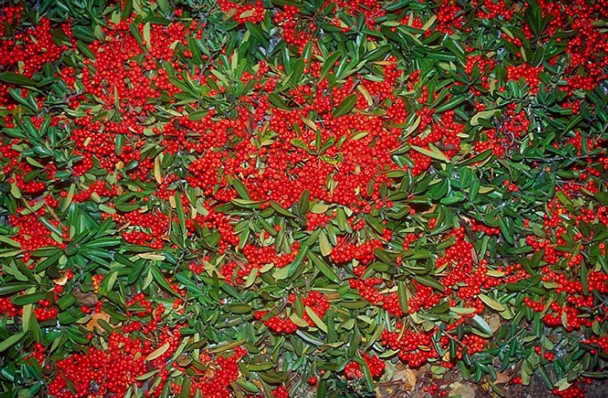 Hedge Pyracantha Stock Photos Hedge Pyracantha Stock Images