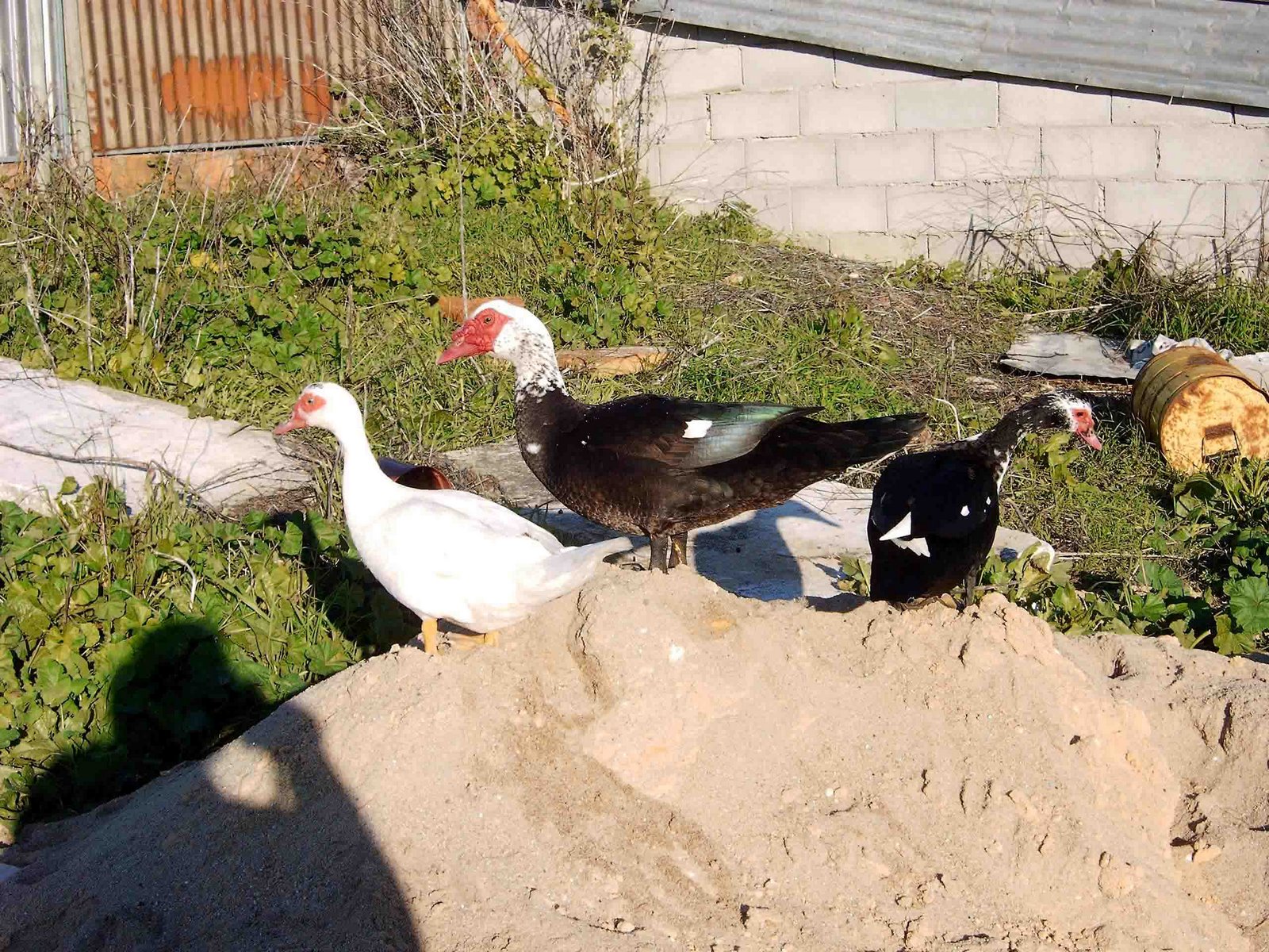 [CAPTURADO_2004_11_13_00036.jpg]