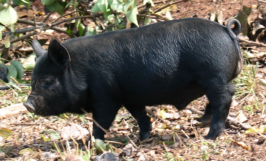 losing-our-shirts-keeping-the-farm-guinea-hog-piglets-1-month-old
