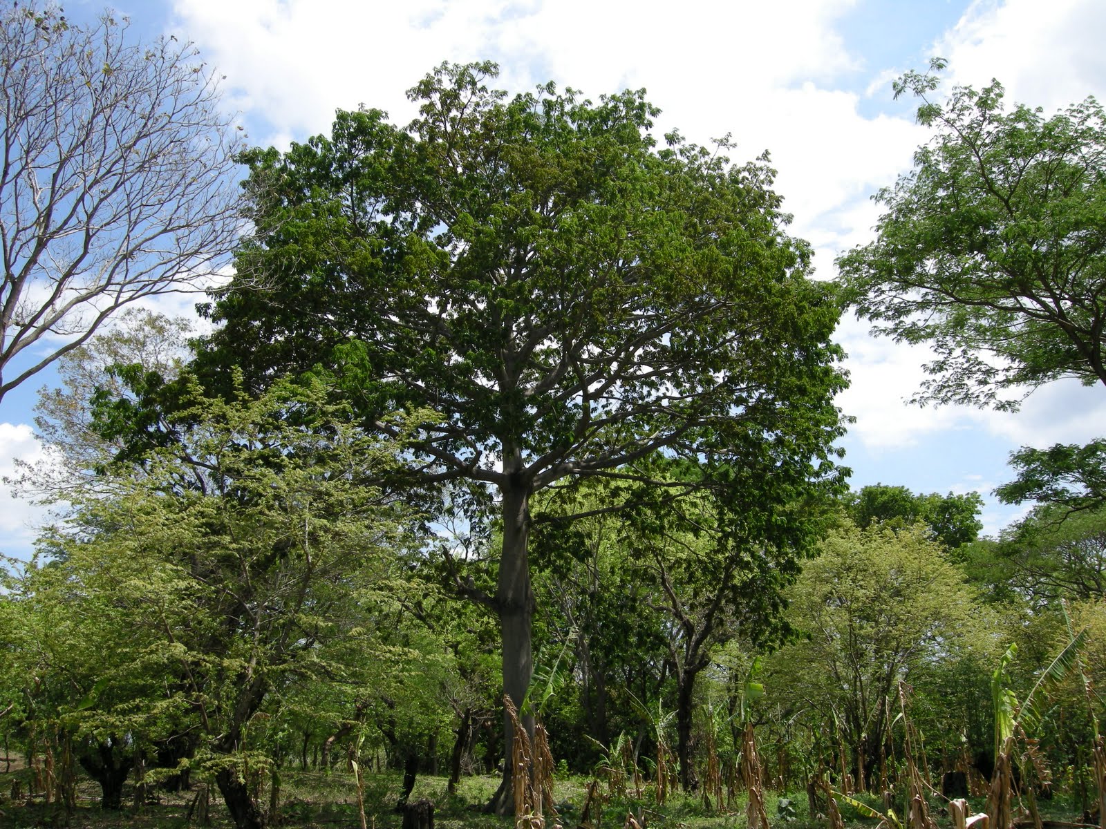 Arboretum Neotropical