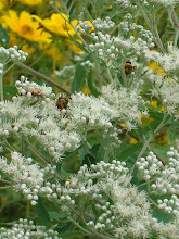 Flowers in the Field
