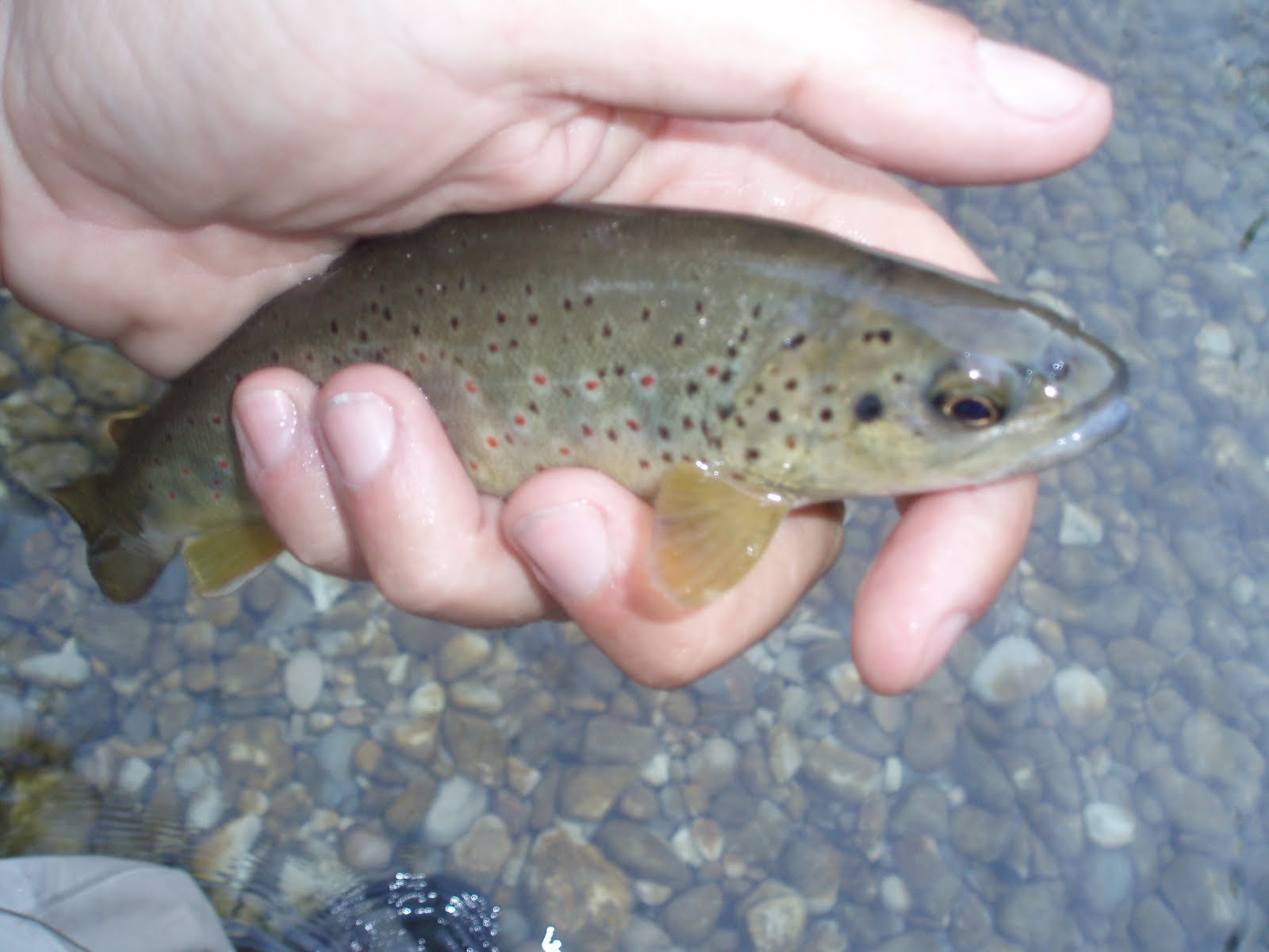 La Truite Un Poisson Que Rien N'arrête Blog du Guiers: Quoi de neuf sur le Guiers