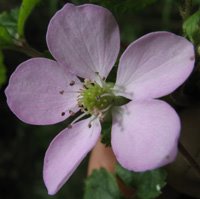 [Rubus geoides 1082.jpg]