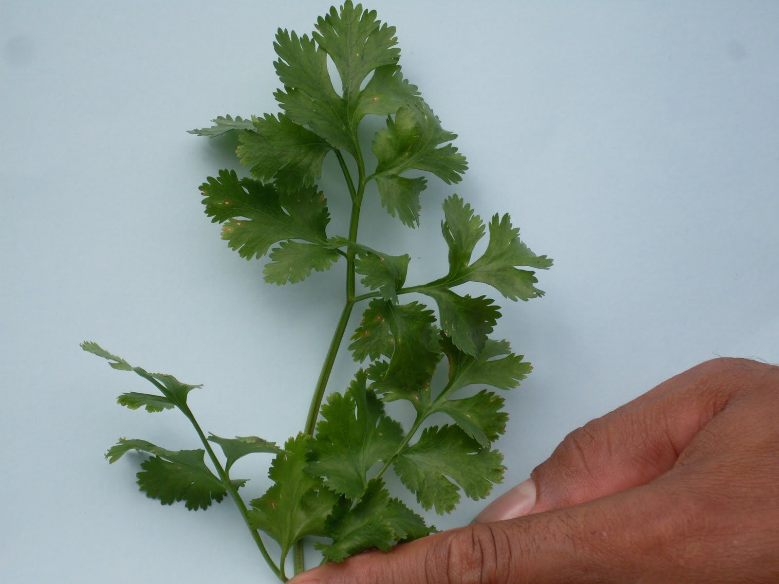 plantasalimenticias: cilantro