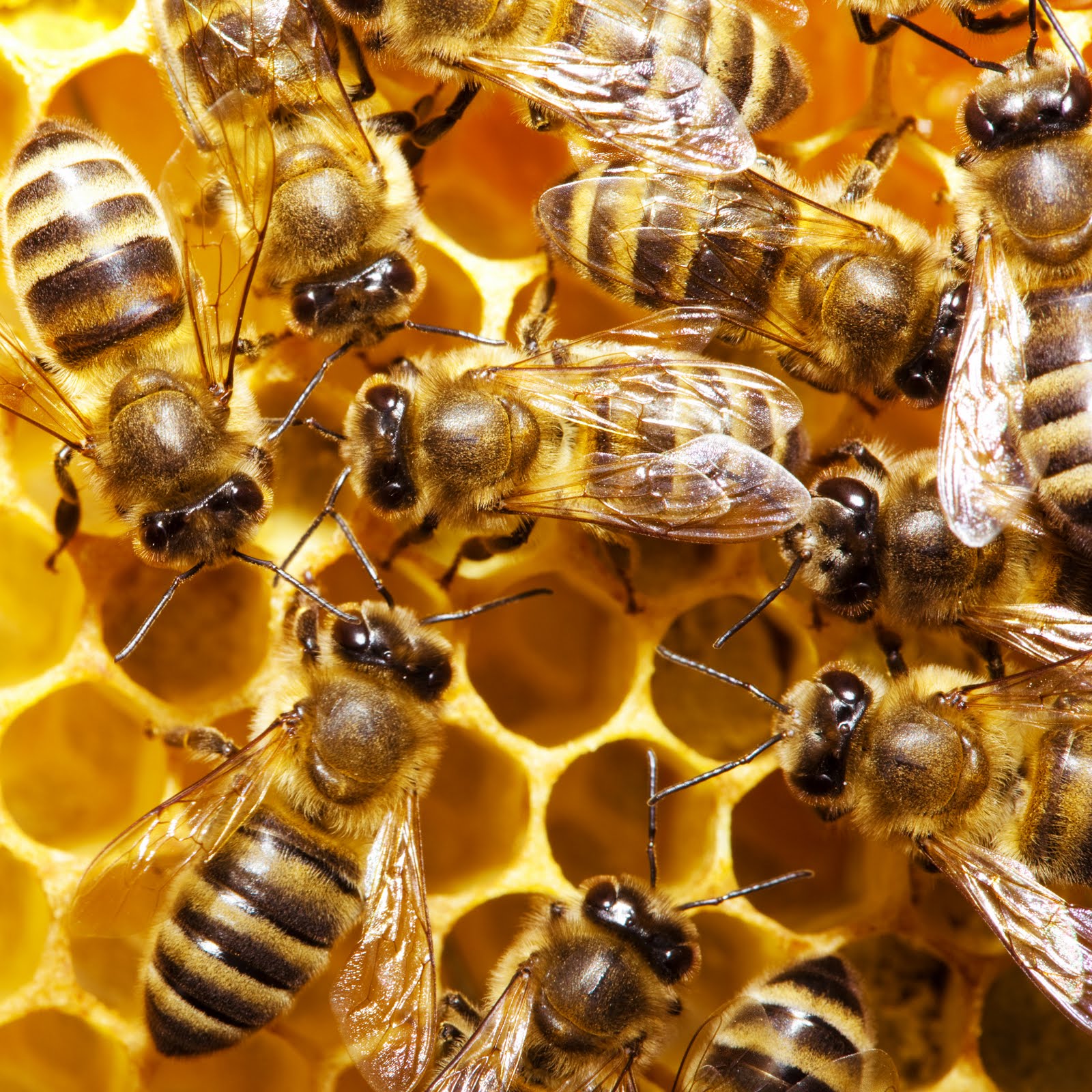 [bees1.jpg]