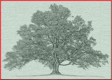 Build Your Family Tree