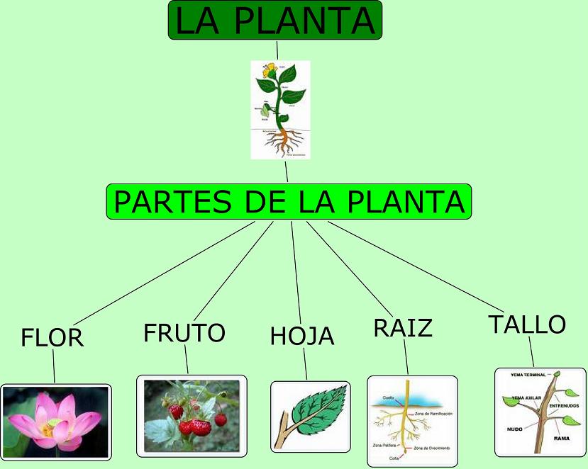 Educacion Primaria Imagenes Sobre Las Partes De La Planta