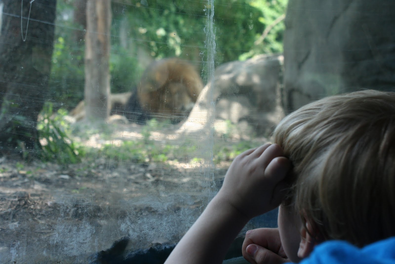Paddle Boat Paddle Boat Houston Zoo