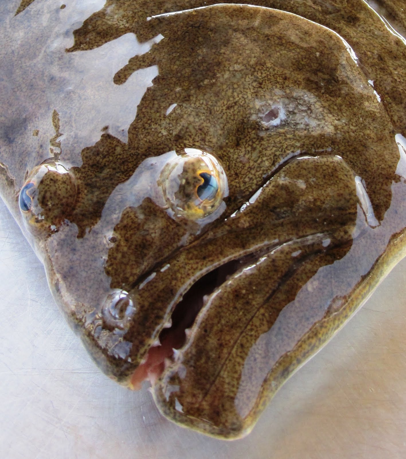 Feathers and Fur Flounder for a Friend