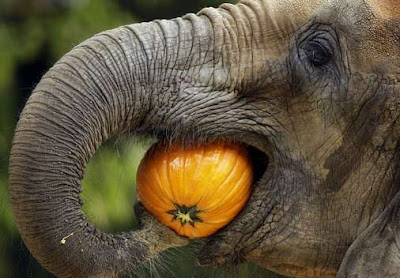 pumpkin_eating_elephant.jpg