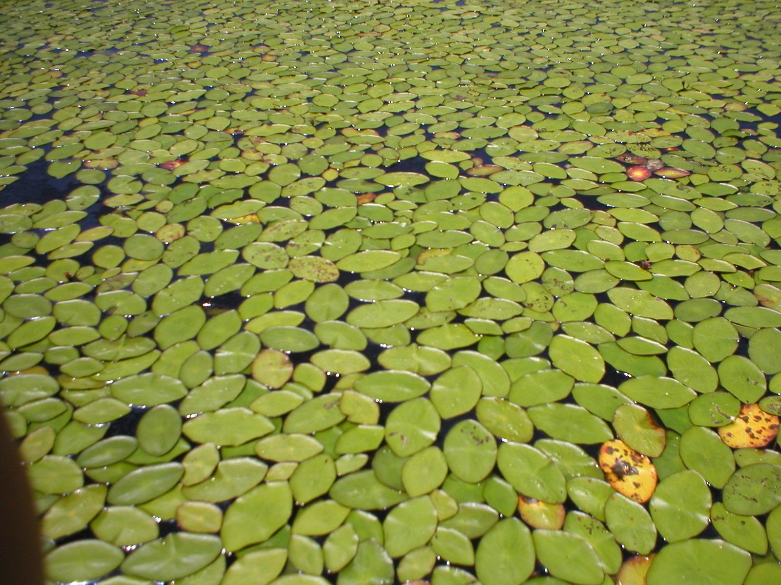 Our views of Northern California Snake Lake in Plumas County