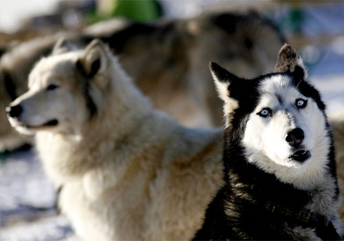 Husky fotografato dove in teoria non avrebbe dovuto essere