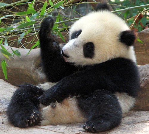 La ginnastica svogliata del panda