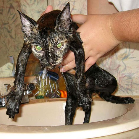Gatto che odia essere lavato