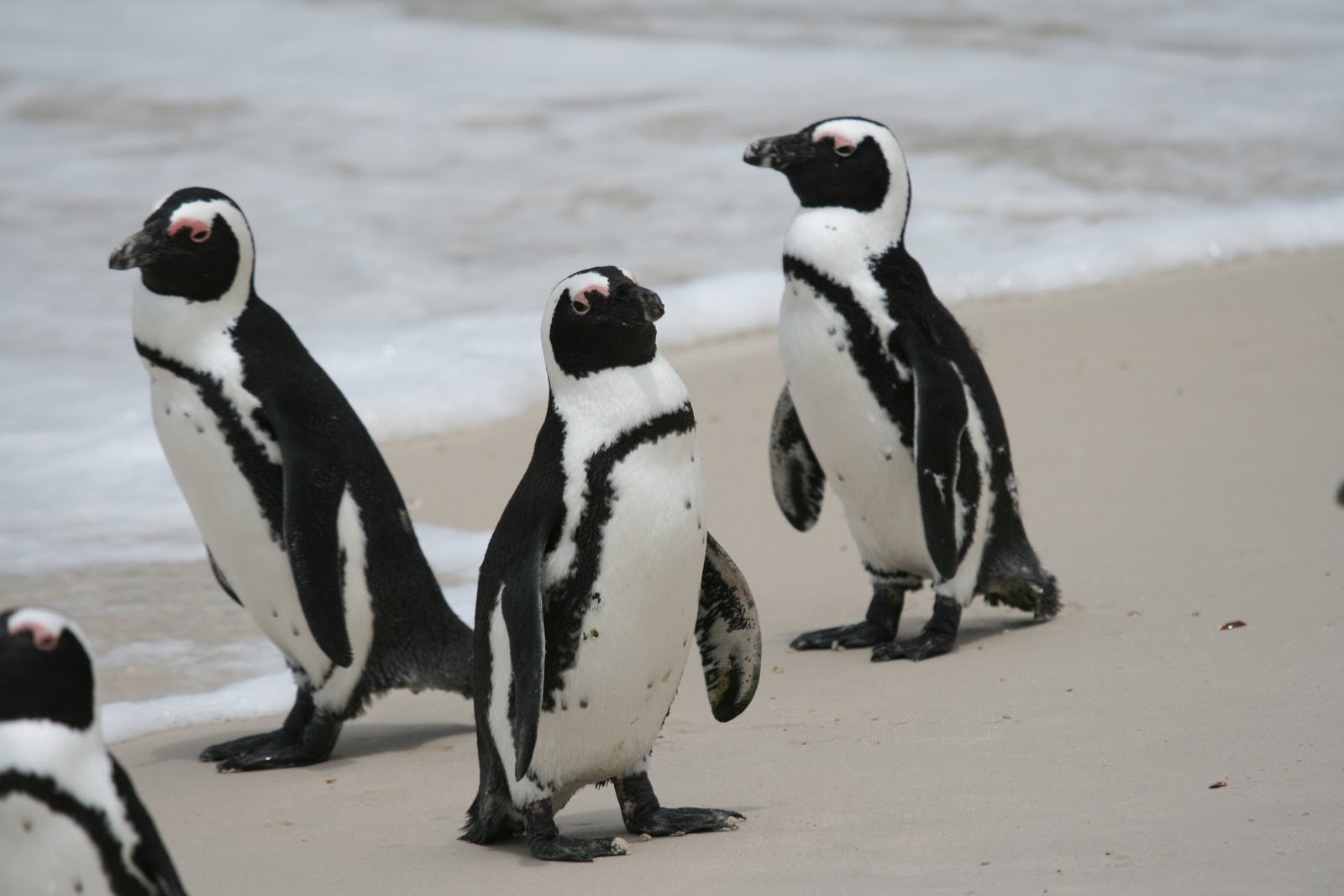 Marie´s travel diary South African penguins in pictures