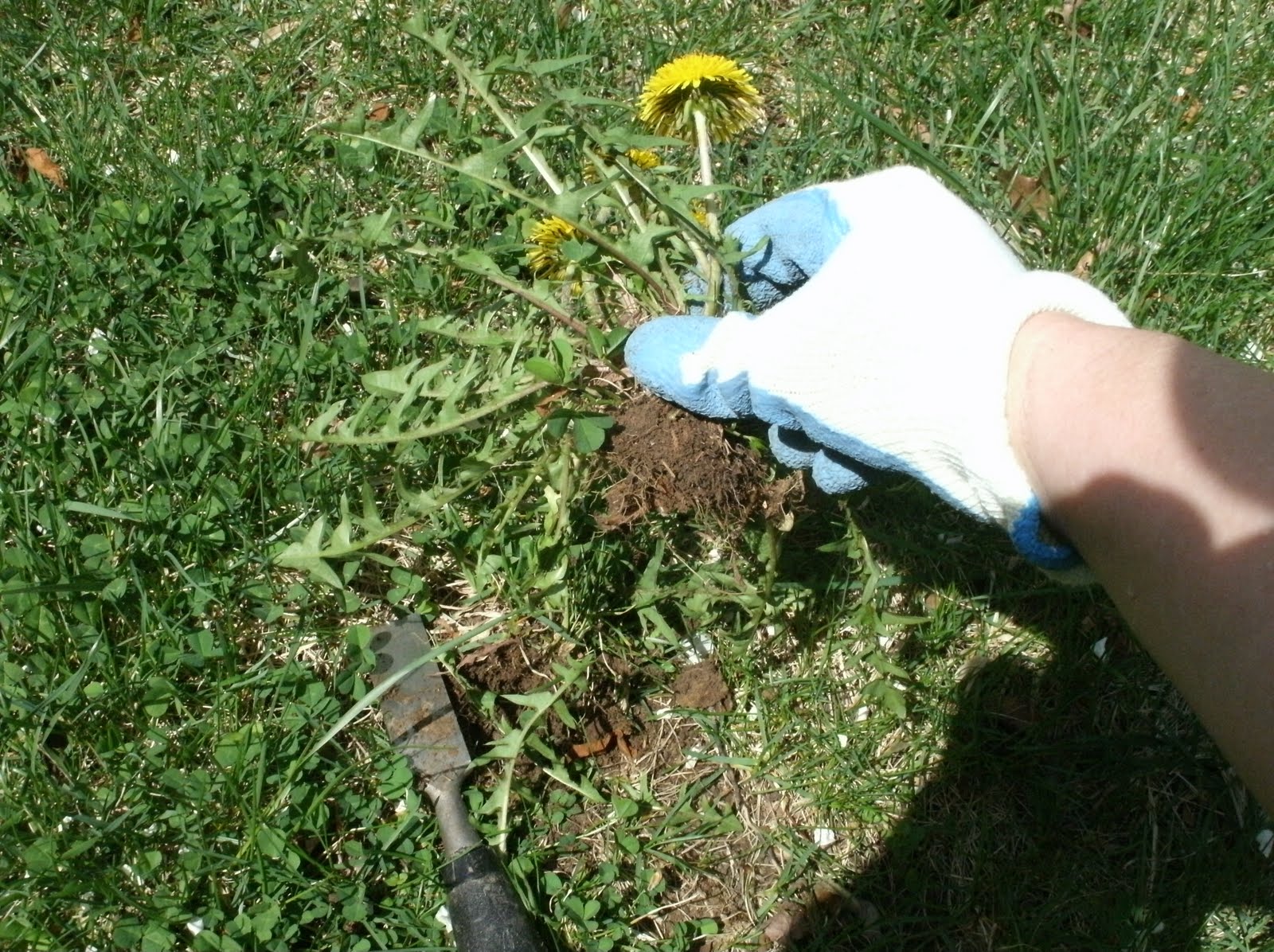 Mom All Day Easy Dandelion removal