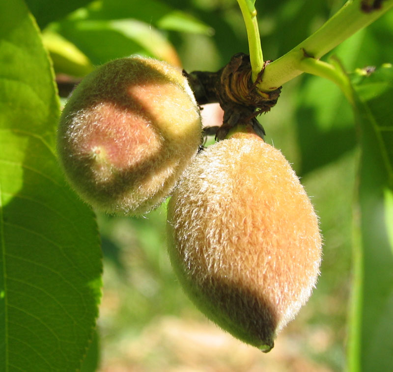 Poppular Photography Peaches