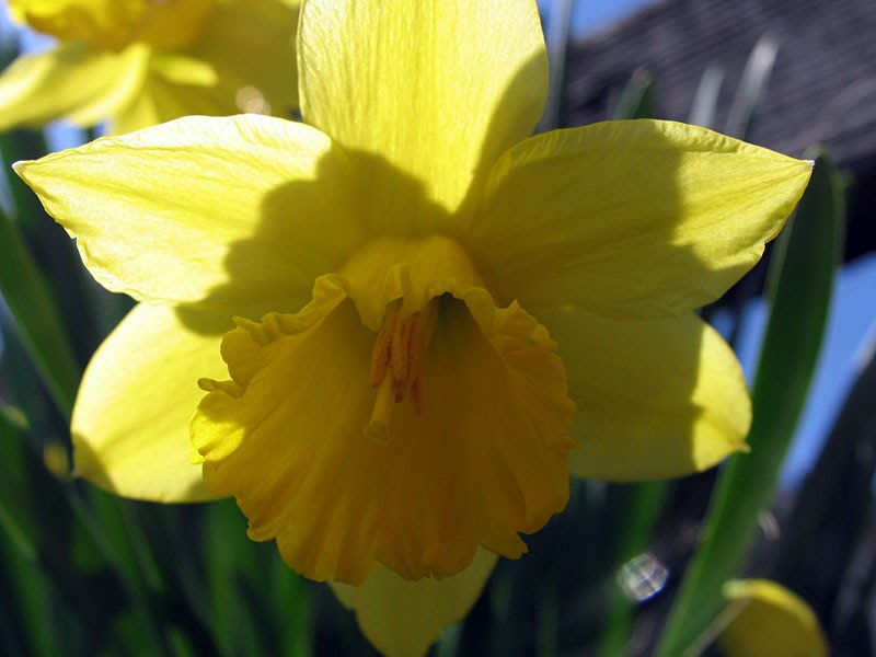 Poppular Photography: Daffodil -- No Fooling!
