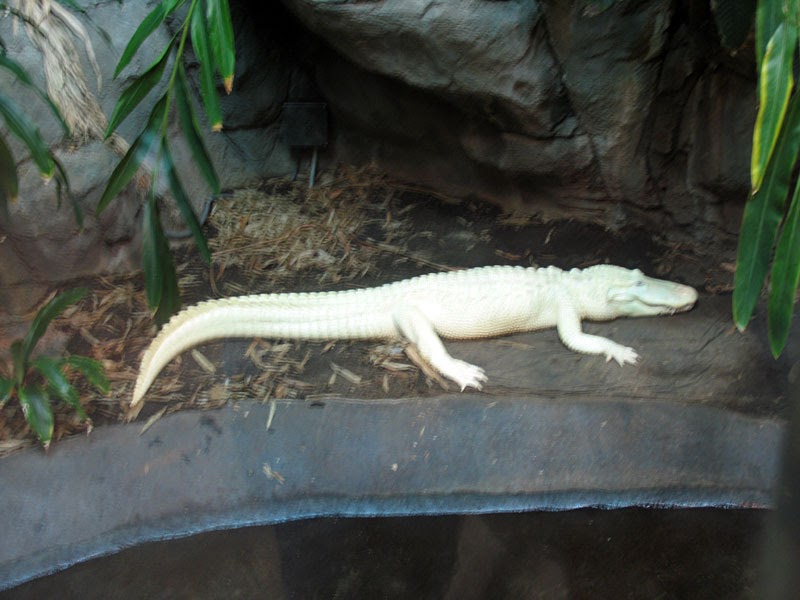 Poppular Photography White Alligator at Louisville Zoo