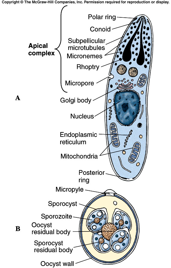 All sporozoa are parasitic