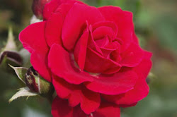 elegance hero easy rose roses garden paula spotlight nursery knockout generation beyond shrub finegardening sunrise sunset korkeus paikka paulan shrubs