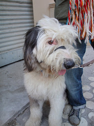 envia fotos de tu mascota y celebraremos un concurso de la mas simpatica.