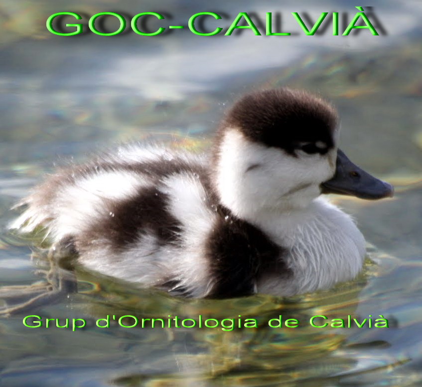 GOC-CALVIÀ
