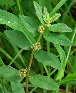 Orang bau tanah kita pada jaman dulu sebelum puskesmas dan dokter bertebaran ibarat ketika ini khasiat Patikan Kebo(Euphorbia hirta L)