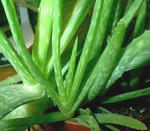  Lidah buaya atau nama ilmiahnya Aloe Vera berbagai keuntungannya bagi insan Ragam Manfaat Lidah Buaya