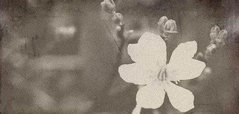 The Land of Salt and Small Dogs.