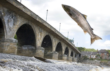 [the-photo-of-the-leaping-salmon-which-is-the-culmination-of-two-years-work-for-photographer-mike-smith-268746456.jpg]