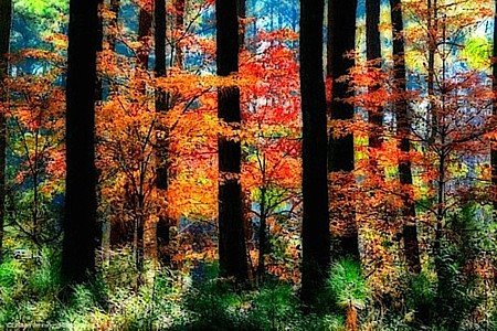 Autumn colours - As cores de Outono