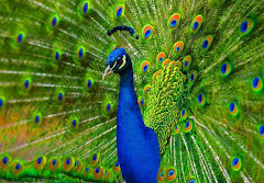 Peacock at Jhajjar Sanctuary