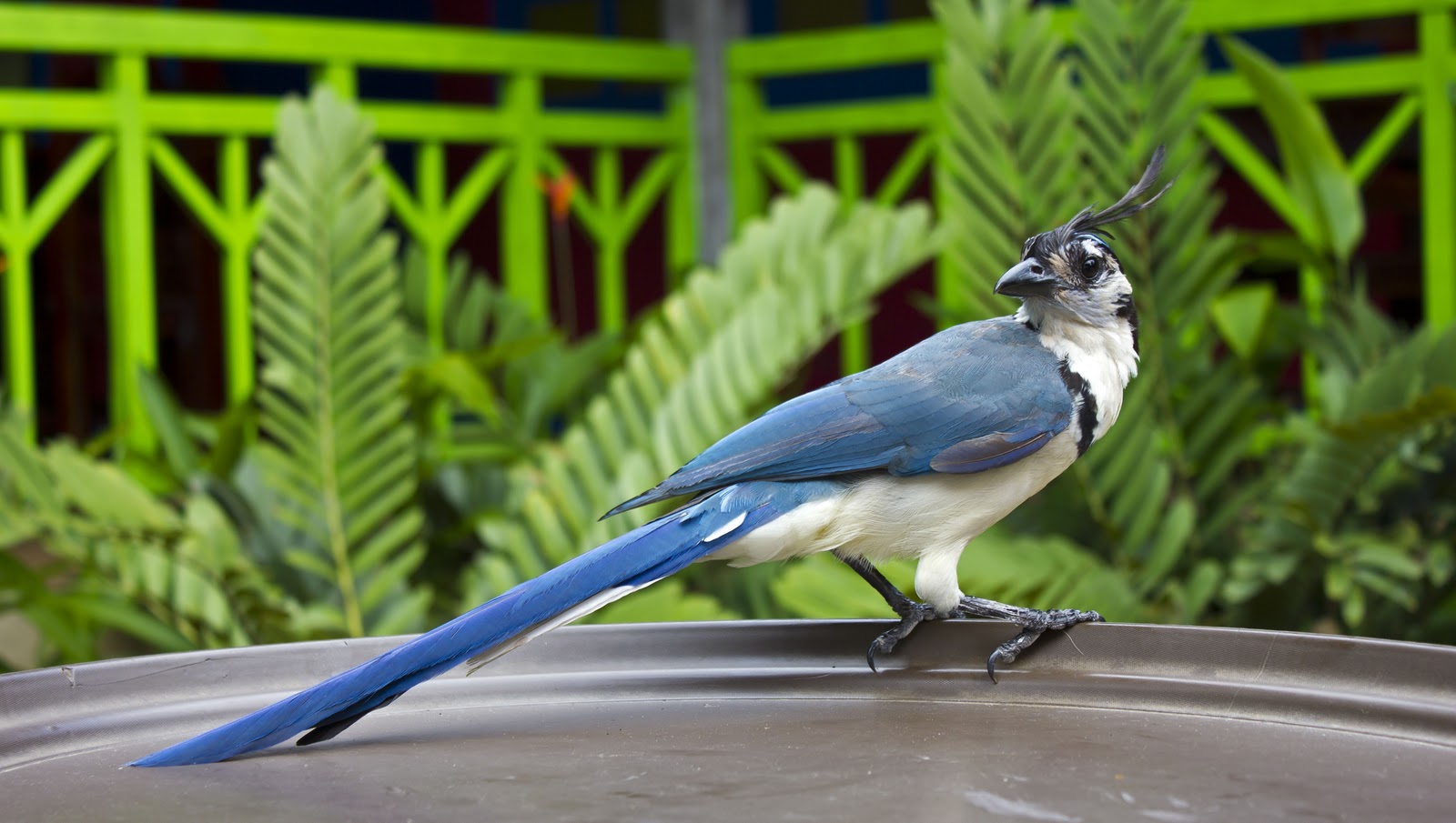 Magpie Jay At Father Rooster Playa Ocotal Costa Rica magpie-jay-at-father-rooster-playa-ocotal-costa-rica