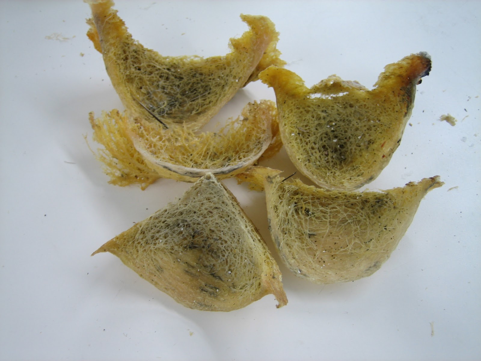 Walet Dan Sriti ~ SUMATRA WALET