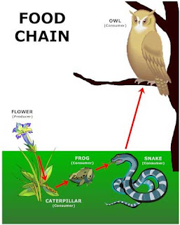 Food Chain and Food Web: Food Chain