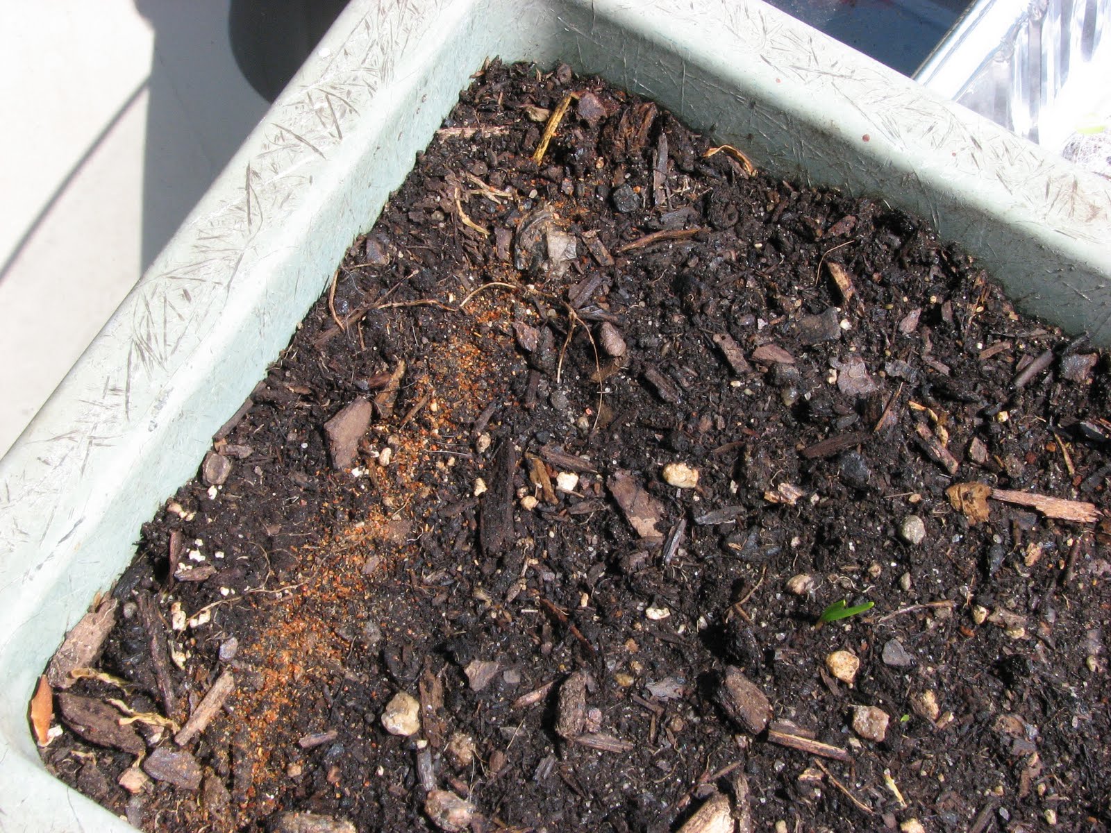 Red Pepper Flakes Garden on the Deck Spinach & I hate Squirrels