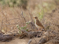 birds flying low signalling rain 9