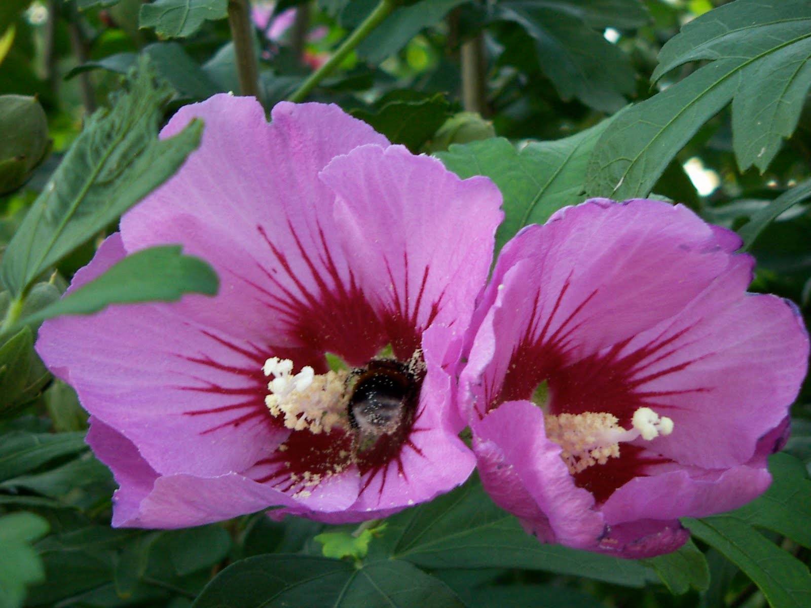 Mein Garten Blog Hibiskus Duftige Blüte für nur einen Tag
