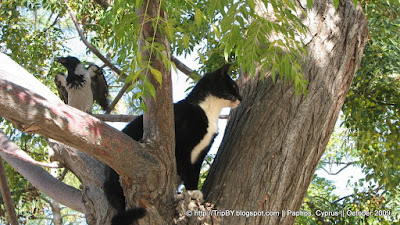 Кот и птица на дереве by TripBY.info