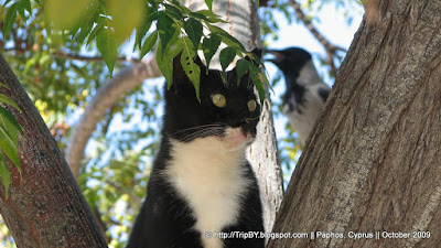 Кот и птица на дереве, Кипр by TripBY.info