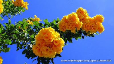 Желтые цветы на фоне неба by TripBY.info