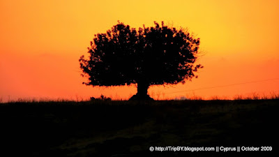 Дерево в закате. Саванна by TripBY.info