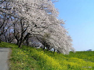 吉見町、桜堤の桜