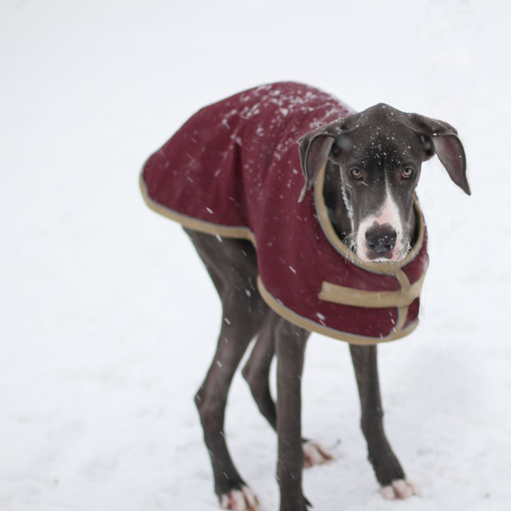 Checking in on the two Great Danes and Cone (now Connor)